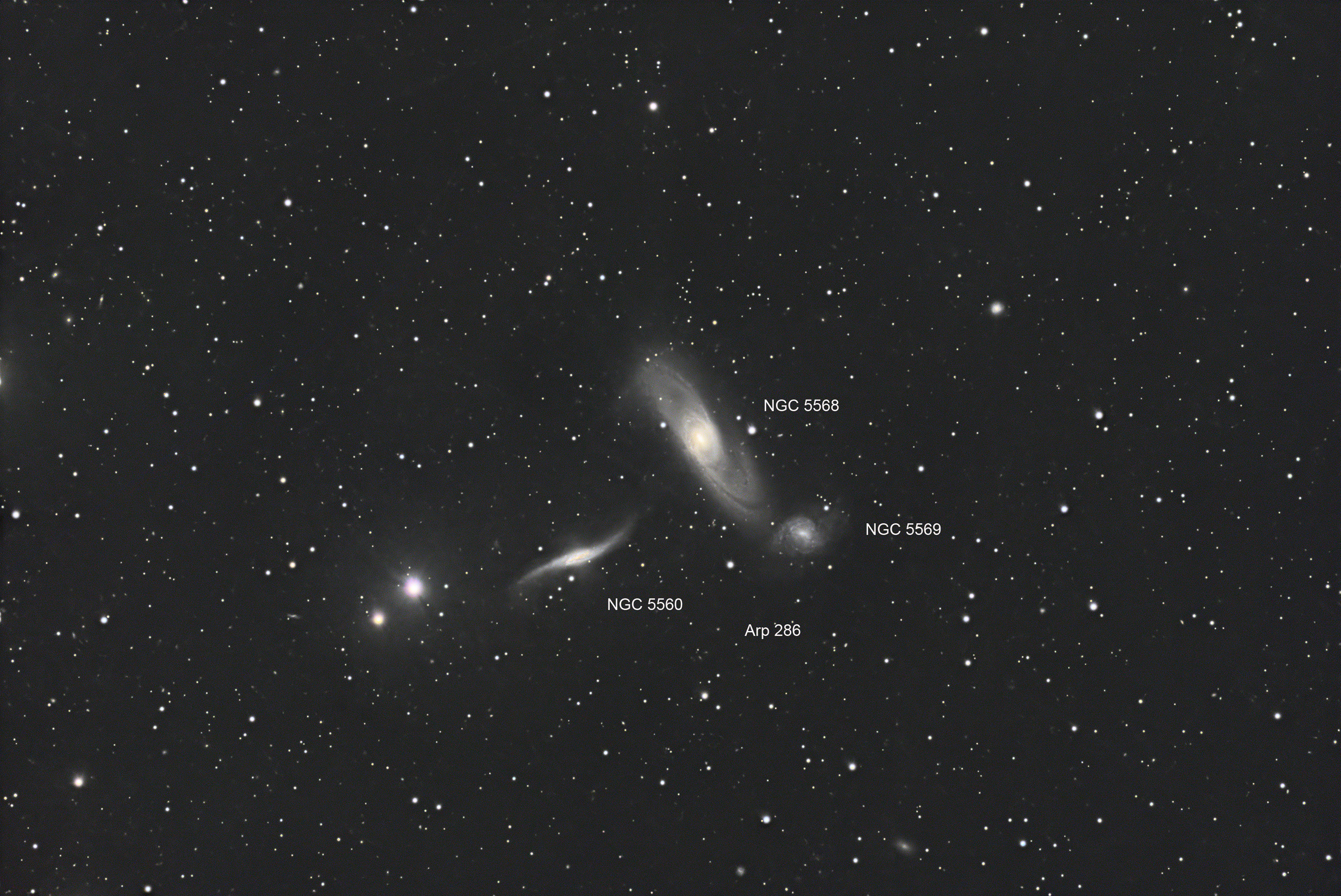 Arp 286